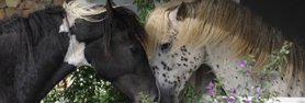 Curly Horses