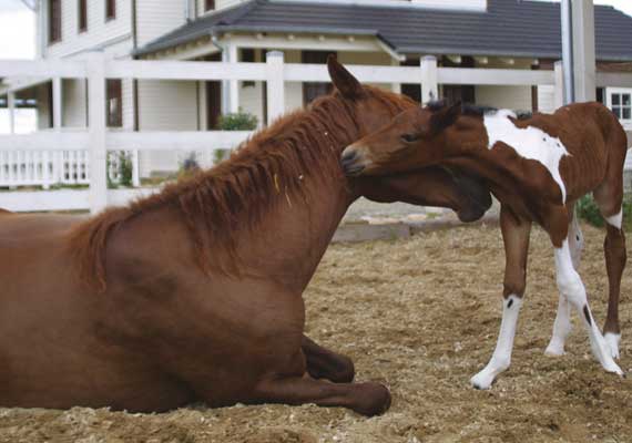 Foal